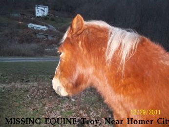 MISSING EQUINE Troy, Near Homer City, PA, 15748